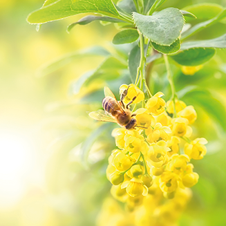 Une abeille butine