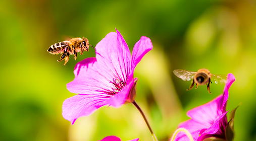 Abeilles et fleurs roses