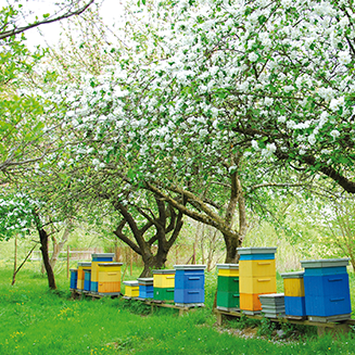 Des ruches dans un verger